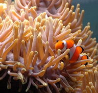 Reef HQ Great Barrier Reef Aquarium - Hotel Accommodation