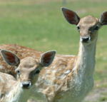 Marapana Wildlife Park - Hotel Accommodation