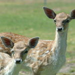 Marapana Wildlife Park - Hotel Accommodation 0