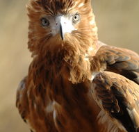 Alice Springs Desert Park - Hotel Accommodation