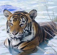 Zoo Doo Wildlife Park - Hotel Accommodation