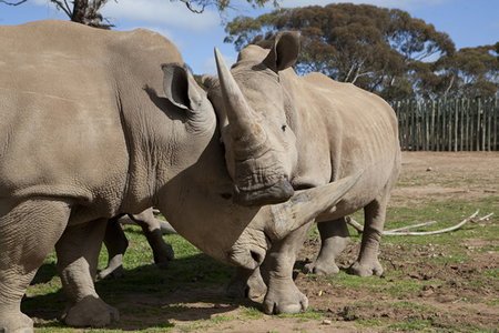 Monarto Zoo - Hotel Accommodation 0