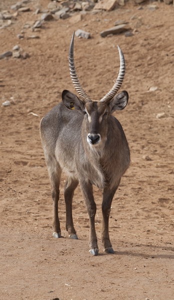 Monarto Zoo - Hotel Accommodation 1