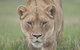 Monarto Zoo - thumb 2