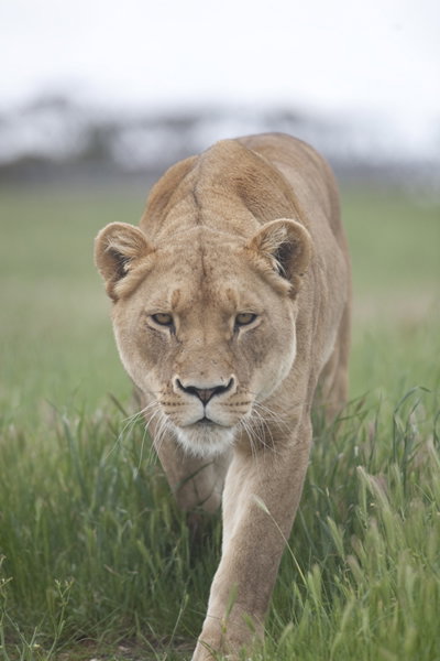 Monarto Zoo - Hotel Accommodation 2