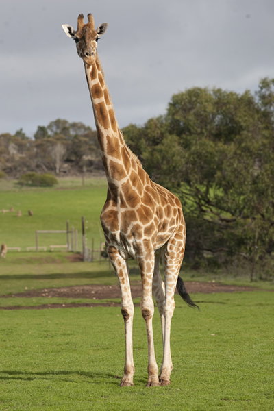 Monarto Zoo - Hotel Accommodation 3