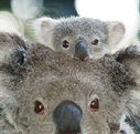 Billabong Koala and Wildlife Park - Hotel Accommodation