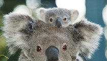 Billabong Koala And Wildlife Park - Hotel Accommodation 0