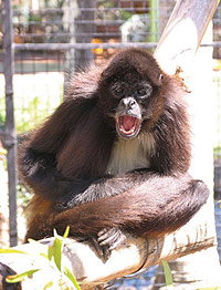 Billabong Koala And Wildlife Park - Hotel Accommodation 1