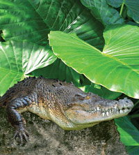 Billabong Koala And Wildlife Park - Hotel Accommodation 2