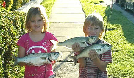 Swan Boat Hire - Hotel Accommodation 3