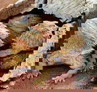 Alice Springs Reptile Centre - Hotel Accommodation