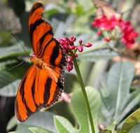 Butterfly Farm - Hotel Accommodation