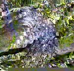 Koala Conservation Centre - Hotel Accommodation