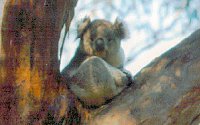 Koala Conservation Centre - Hotel Accommodation 2