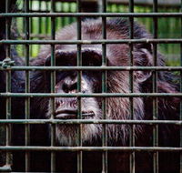 Rockhampton Zoo - Hotel Accommodation