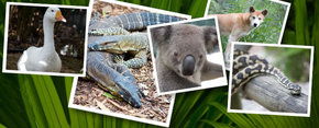 Rockhampton Zoo - Hotel Accommodation 2