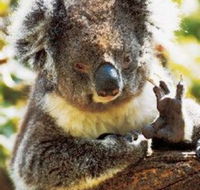 Gorge Wildlife Park - Hotel Accommodation