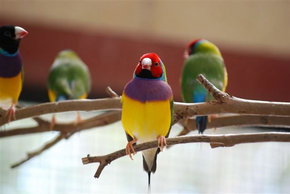 Kyabram Fauna Park - Hotel Accommodation 1