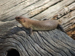 Kyabram Fauna Park - Hotel Accommodation 2