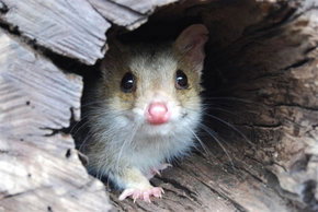 Kyabram Fauna Park - Hotel Accommodation 3