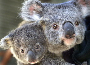 Symbio Wildlife Gardens - Hotel Accommodation 1