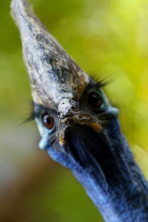 Symbio Wildlife Gardens - Hotel Accommodation 2