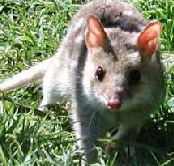 Urimbirra Wildlife Park - Hotel Accommodation