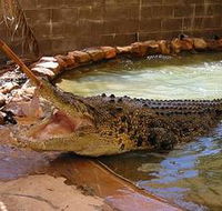 Wyndham Zoological Gardens and Crocodile Park - Hotel Accommodation