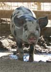 Wagga Wagga Zoo - Hotel Accommodation 0