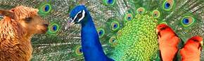 Wagga Wagga Zoo - Hotel Accommodation 1