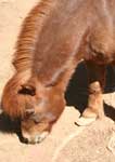Wagga Wagga Zoo - Hotel Accommodation 3