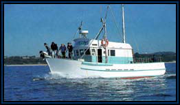 Polperro Dolphin Swims - Hotel Accommodation 2