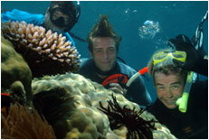 Dolphin Wild - Hotel Accommodation 1