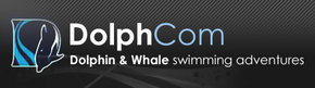 Dolphcom - Dolphin & Whale Swimming Adventures - Hotel Accommodation 0