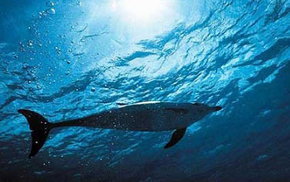 Dolphcom - Dolphin & Whale Swimming Adventures - Hotel Accommodation 1