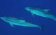 Dolphcom - Dolphin & Whale Swimming Adventures - thumb 3