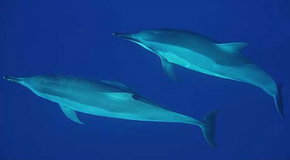 Dolphcom - Dolphin & Whale Swimming Adventures - Hotel Accommodation 3