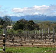 Buller View Wines - Hotel Accommodation