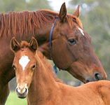 Blue Gum Farm - Hotel Accommodation