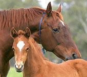 Blue Gum Farm - Hotel Accommodation 0