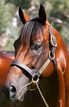 Blue Gum Farm - Hotel Accommodation 2