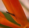Zen Day Spa - Hotel Accommodation