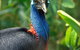David Fleay Wildlife Park - thumb 0