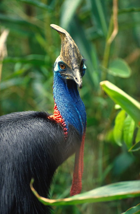 David Fleay Wildlife Park - Hotel Accommodation 0