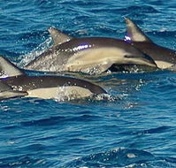Dolphin Swim Australia - Hotel Accommodation