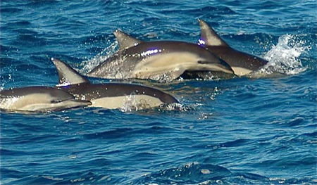 Dolphin Swim Australia - Hotel Accommodation 0