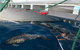 Dolphin Swim Australia - thumb 1
