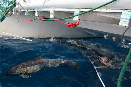 Dolphin Swim Australia - Hotel Accommodation 1