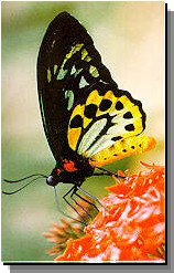 Daintree Rainforest River Trains - Hotel Accommodation 2